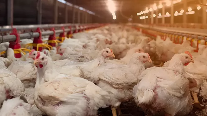 Image: Coalition takes aim at factory farms in Michigan