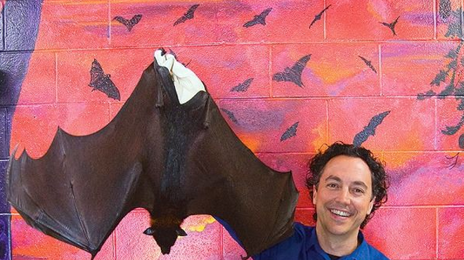 Community Spotlight: The Organization for Bat Conservation has been helping our furry, flying friends for nearly 20 years