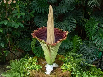 The Frederik Meijer Gardens & Sculpture Park’s corpse flower, dubbed “Putricia,” bloomed in 2018.