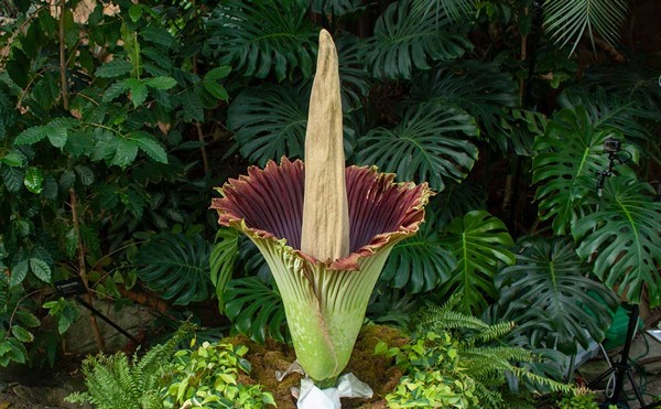 The Frederik Meijer Gardens & Sculpture Park’s corpse flower, dubbed “Putricia,” bloomed in 2018.