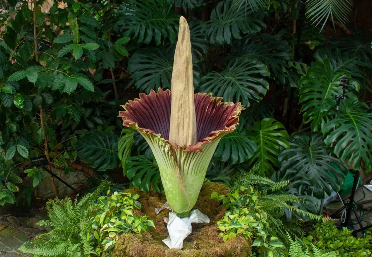 The Frederik Meijer Gardens & Sculpture Park’s corpse flower, dubbed “Putricia,” bloomed in 2018.