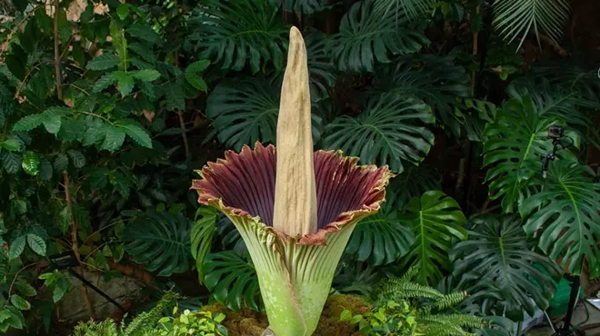 The Frederik Meijer Gardens & Sculpture Park’s corpse flower, dubbed “Putricia,” bloomed in 2018.