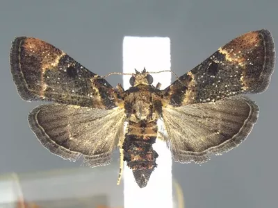 A moth from the family Pyralidae was found in a passenger's bag at Detroit Metropolitan Airport.