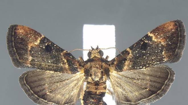 A moth from the family Pyralidae was found in a passenger's bag at Detroit Metropolitan Airport.