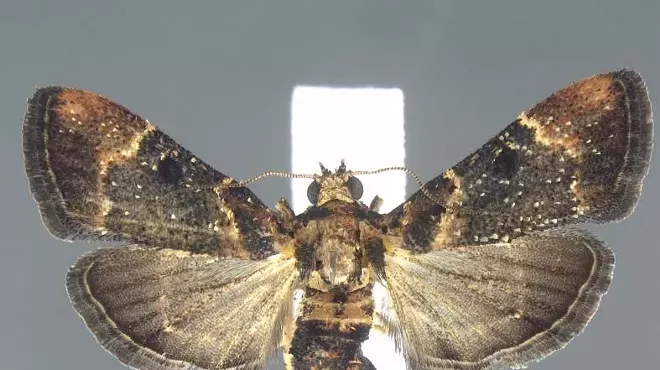 A moth from the family Pyralidae was found in a passenger's bag at Detroit Metropolitan Airport.