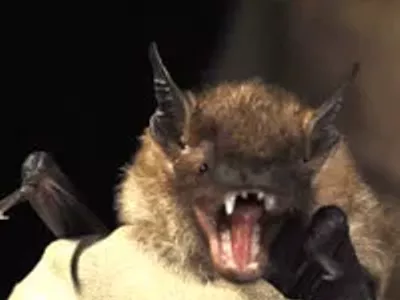 Image: (De)Mythologizing Bats