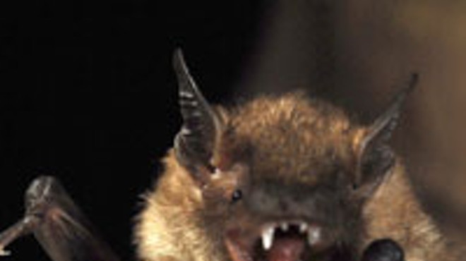 (De)Mythologizing Bats