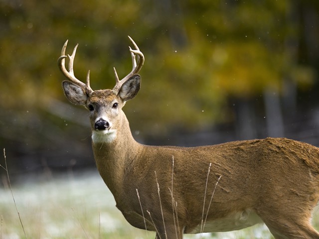 Deer hunters are the ‘ultimate teammate’ for all outdoor lovers
