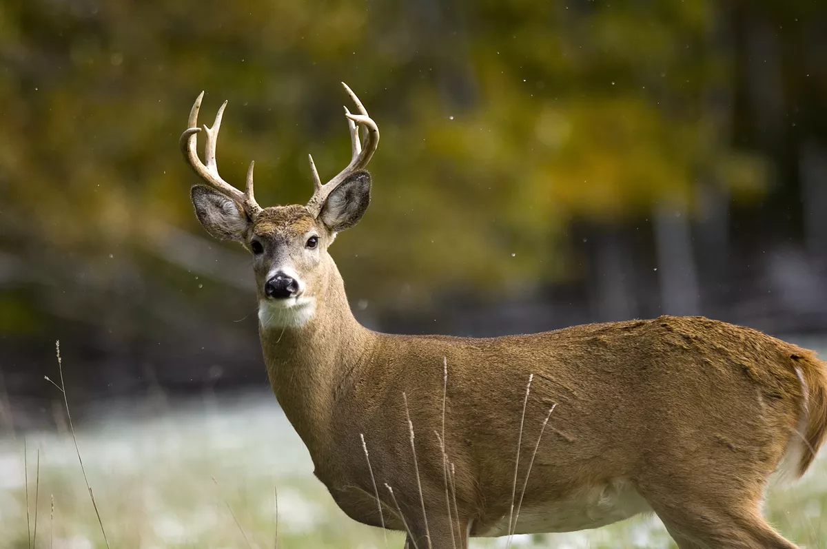 Image: Deer hunters are the ‘ultimate teammate’ for all outdoor lovers