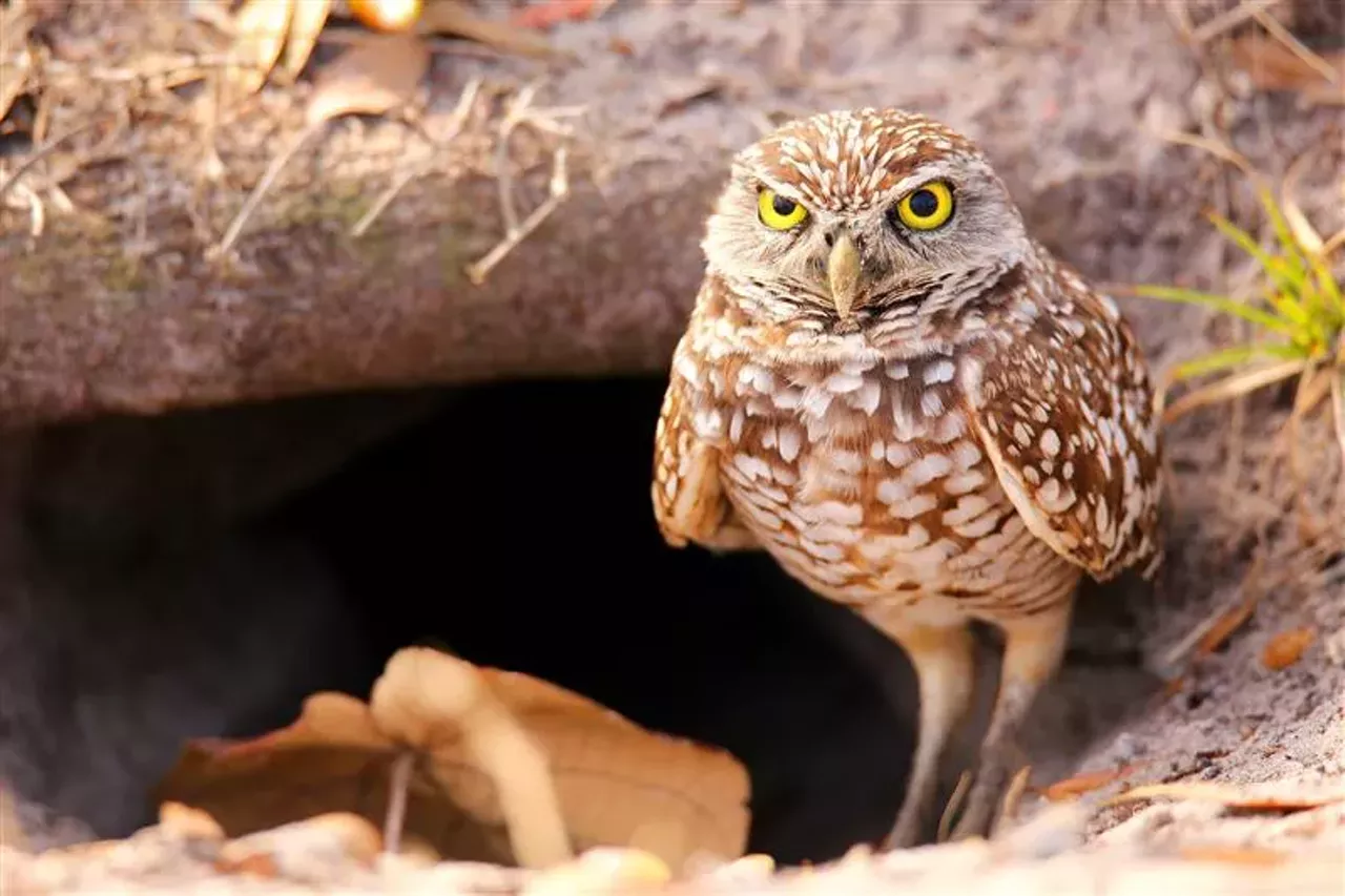 Image: Detroit Zoo announces $20 million, seven-acre wildlife experience 'Discovery Trails'