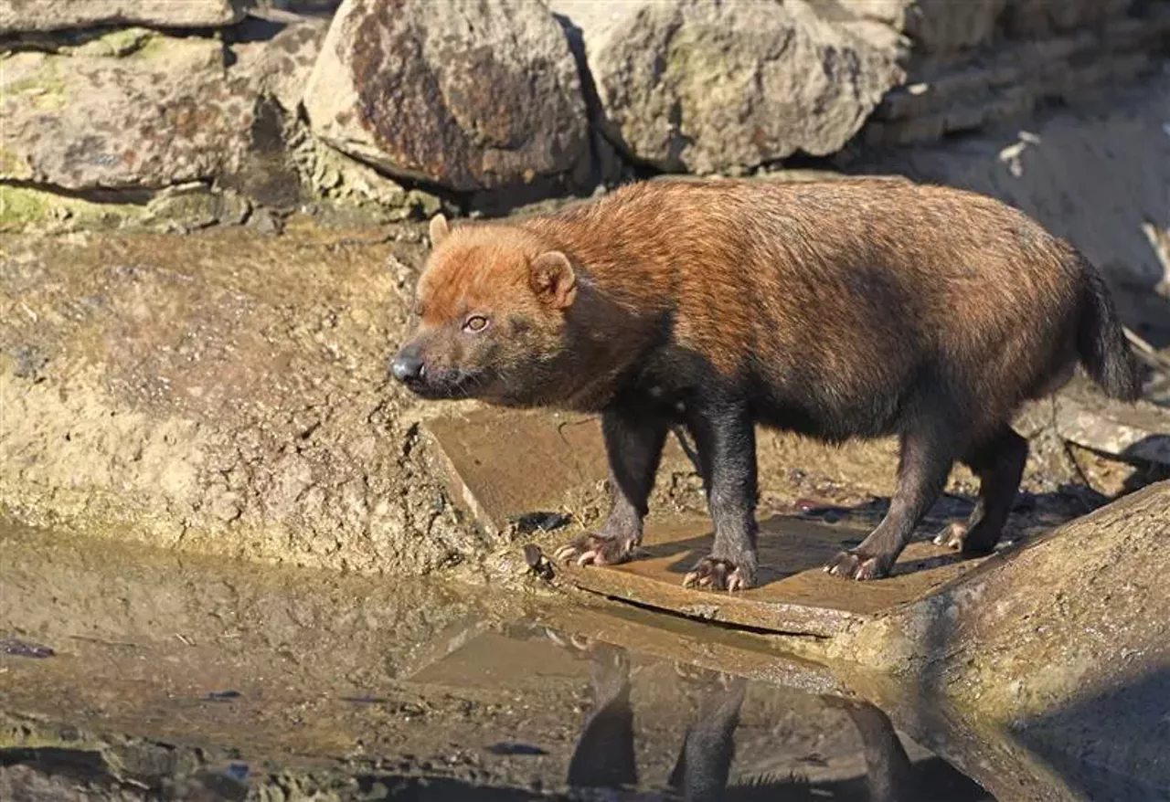 Image: Detroit Zoo announces $20 million, seven-acre wildlife experience 'Discovery Trails'