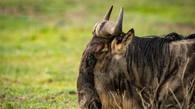A white-bearded wildebeest.