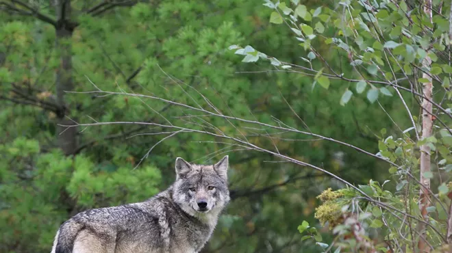 Image: Detroit Zoo's latest addition is a gray wolf named Renner and she's a good girl