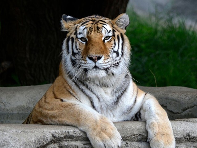 Kisa was an elderly Amur tiger at almost 19 years old. Typically their life expectancy is 10-15 years.