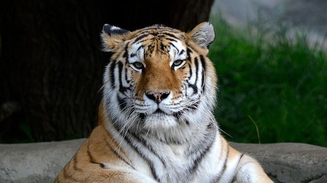 Kisa was an elderly Amur tiger at almost 19 years old. Typically their life expectancy is 10-15 years.