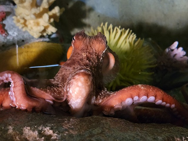 Detroit’s Belle Isle Aquarium finally has an octopus, and they need help naming him