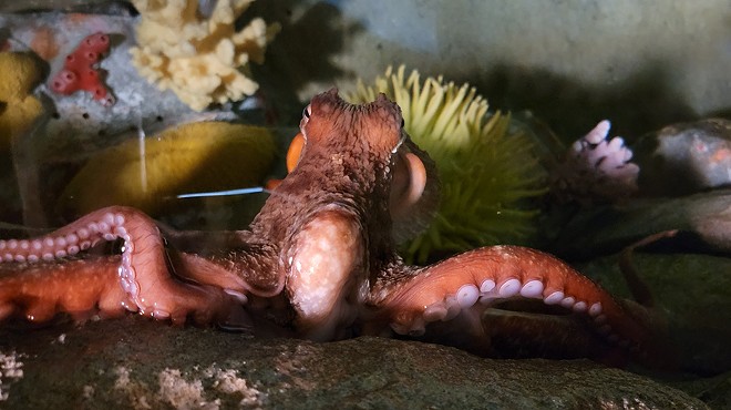 Detroit’s Belle Isle Aquarium finally has an octopus, and they need help naming him