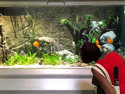 Image: Detroit's Belle Isle Aquarium reopens from pandemic with $1.2 million makeover, new fish