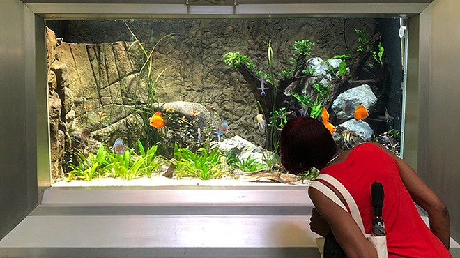 Detroit's Belle Isle Aquarium reopens from pandemic with $1.2 million makeover, new fish
