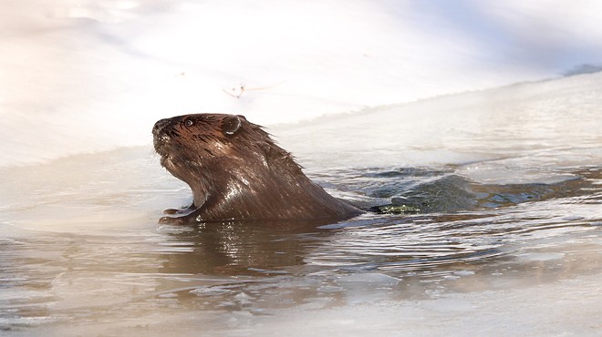 DNR kills some beavers on Detroit’s Belle Isle