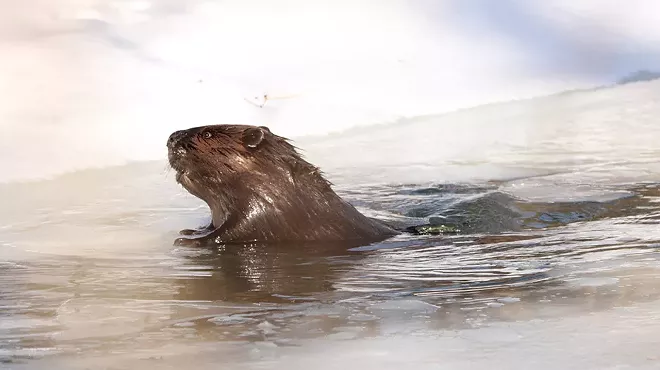 Image: DNR kills some beavers on Detroit’s Belle Isle