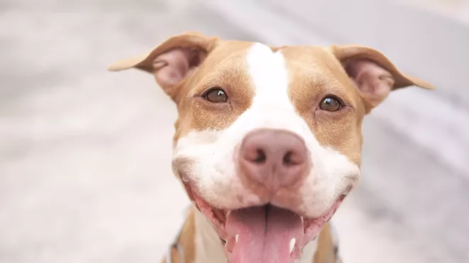 Image: Downtown Detroit workers are invited to pet lonely dogs on Giving Tuesday