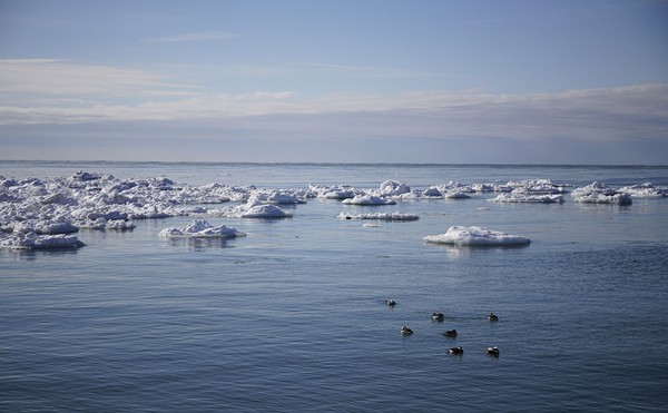 Ices and ducks floated in Lake Michigan near Grand Haven.