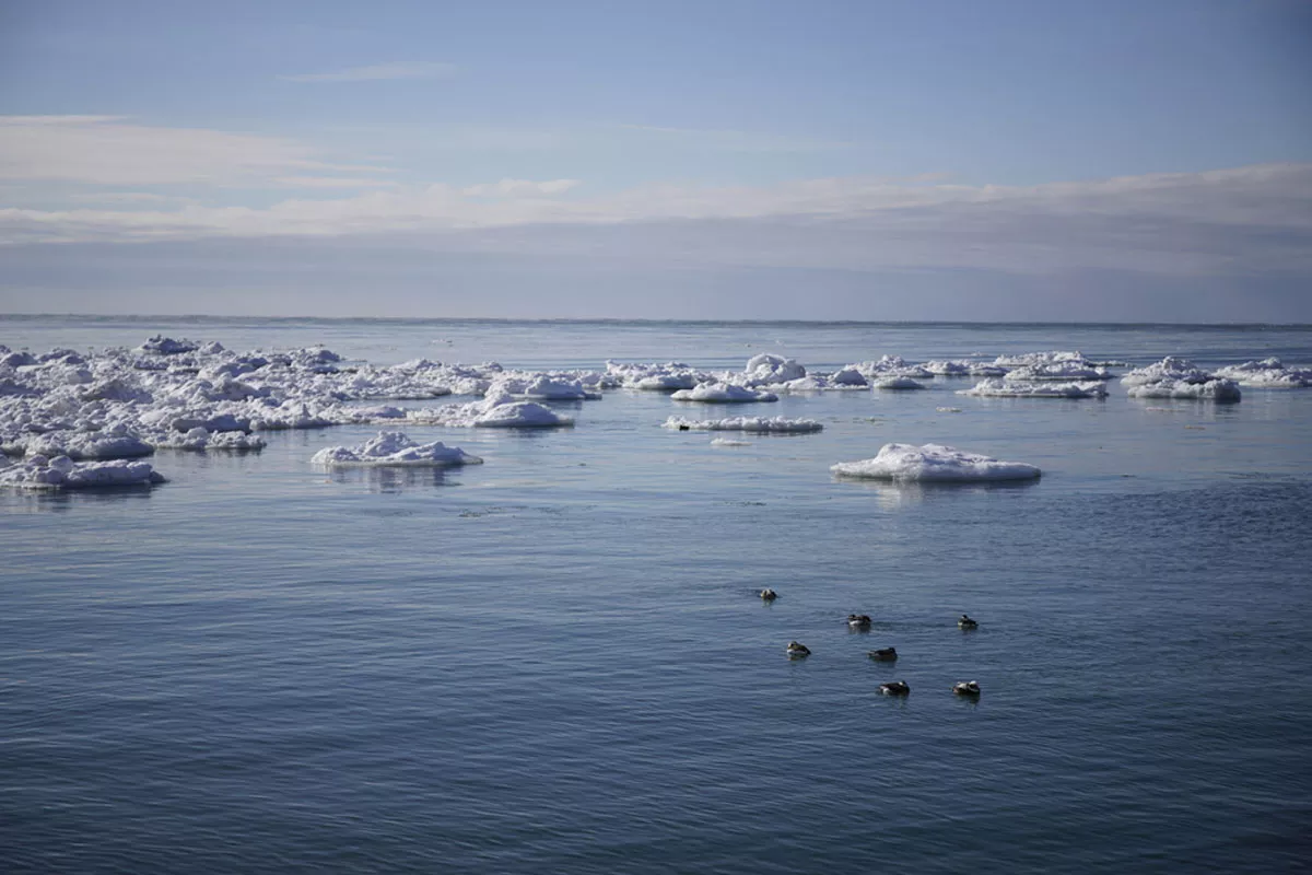 Image: Ices and ducks floated in Lake Michigan near Grand Haven.