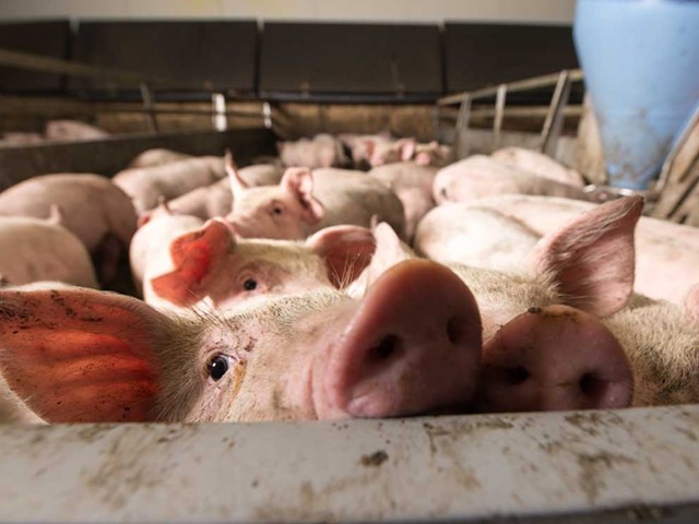 Factory farms have recently begun using mechanical anaerobic “digesters” to turn some of the animal waste they generate into “biogas.”
