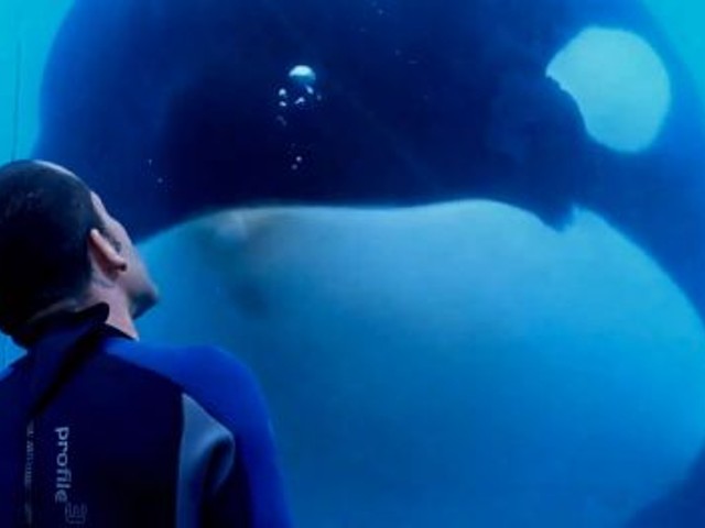 If you were a majestic, powerful and temperamental orca used as a sideshow attraction, you might lash out too.