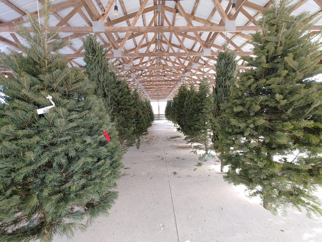 Broadview Christmas Tree Farm
4380 N. Hickory Ridge Rd., Highland; broadviewtreefarm.com