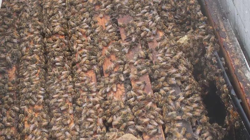 Tens of thousands of bees teem inside a hive just placed in the Wunsch Farms cherry orchards on Old Mission Peninsula. May 1, 2025.