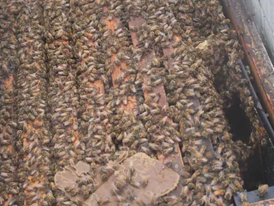 Tens of thousands of bees teem inside a hive just placed in the Wunsch Farms cherry orchards on Old Mission Peninsula. May 1, 2025.