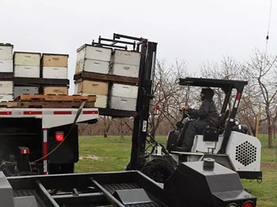 Michal Peterson unloads hives from a truck on Wunsch Farms. May 1, 2025.