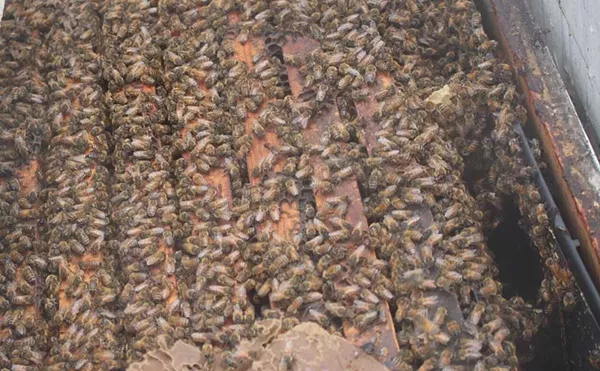 Tens of thousands of bees teem inside a hive just placed in the Wunsch Farms cherry orchards on Old Mission Peninsula. May 1, 2025.