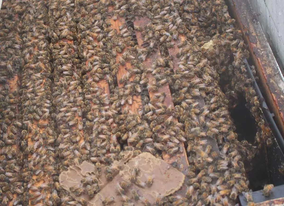 Image: Tens of thousands of bees teem inside a hive just placed in the Wunsch Farms cherry orchards on Old Mission Peninsula. May 1, 2025.