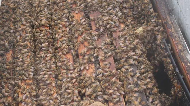 Tens of thousands of bees teem inside a hive just placed in the Wunsch Farms cherry orchards on Old Mission Peninsula. May 1, 2025.