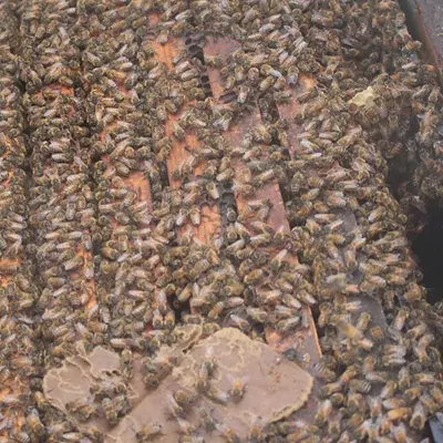 Tens of thousands of bees teem inside a hive just placed in the Wunsch Farms cherry orchards on Old Mission Peninsula. May 1, 2025.
