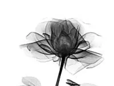 Image: Flowerings