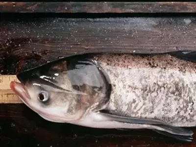 Image: FSI: Fish Scene Investigator