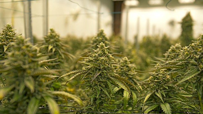 A marijuana grow.