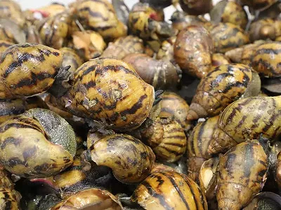 Custom officers found a cache of giant African land snails inside a bag at Detroit Metropolitan Airport.