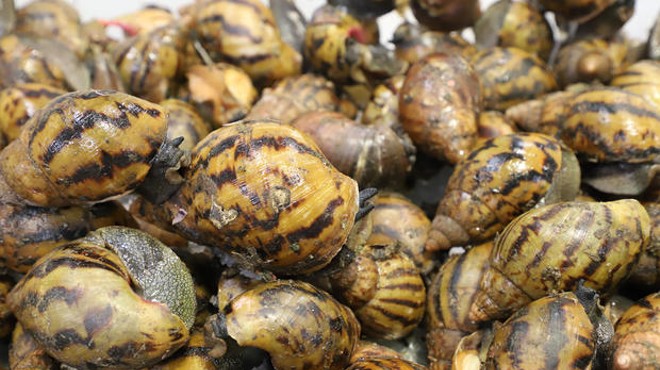 Custom officers found a cache of giant African land snails inside a bag at Detroit Metropolitan Airport.