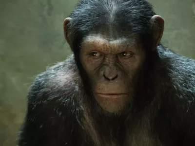 Image: Gorilla's in the cyst