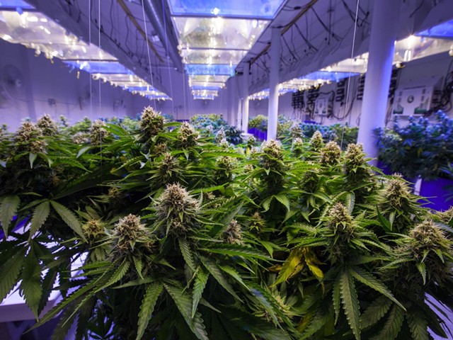 A commercial marijuana grow.