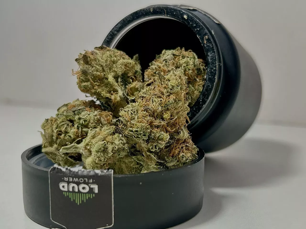 Mi Loud’s Guava Juice is a cross between Guava IX and Guava IX x ChemD/StarDawg.