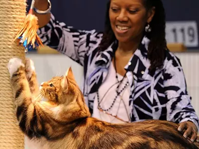 Image: Kitties invade downtown Detroit for Cat Fanciers’ Association Cat Show