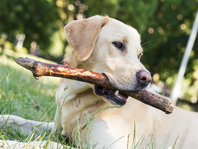 Image: Longtime Michigan dog trainers claim to have trained dogs to detect COVID-19