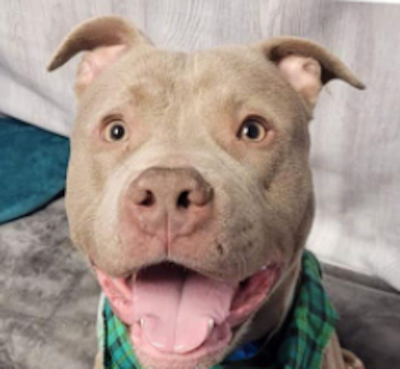 Rum
A146271 
57 lb. neutered male, approx. 1 1/2 yrs old. 
American Pit Bull Terrier 
He's very energetic, and playful. Still learning some manners, but he is young. 
He&#146;s always smiling and happy. What a cutie! 
Unknown behavior with cats/kids 
Dog Reactive
