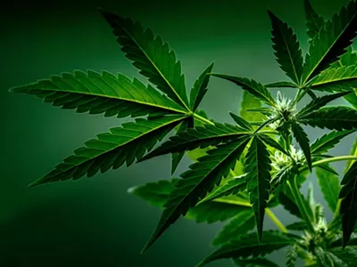 Hemp-derived THC is not regulated in Michigan.